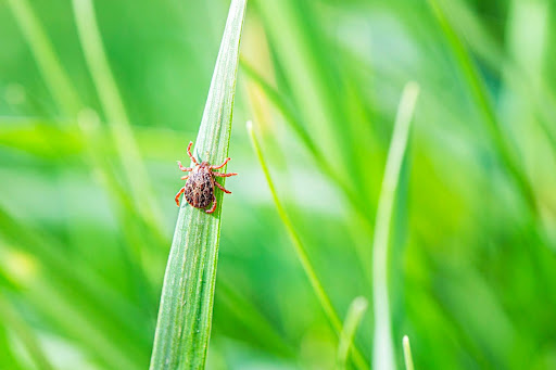 Tick on the lawn