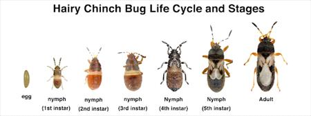 Chinch bug life cycle and stages