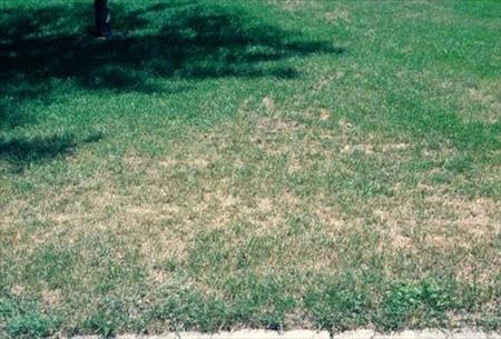 Bluegrass Billbug damage on a lawn