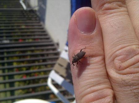 Bluegrass Billbug on finger