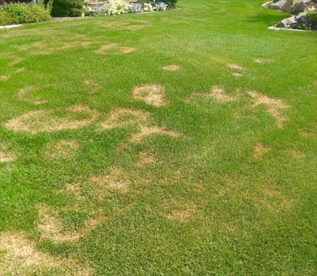 necrotic ring spot damage on a lawn