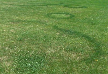 fairy ring on a lawn