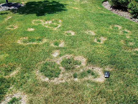 lawn damage from necrotic ring spot