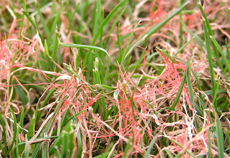 red thread on a lawn