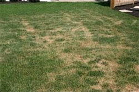 leaf spot damage on lawn