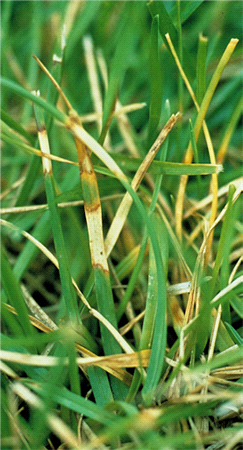 Dollar spot damage up close