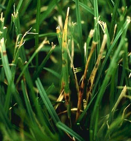 leaf spot