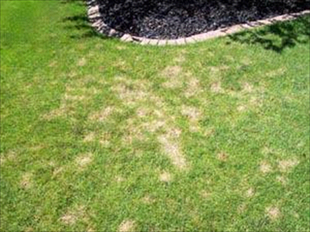 dollar spot damage on a lawn