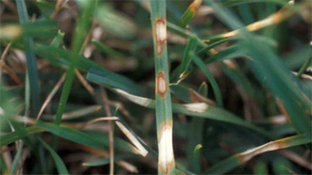 dollar spot damage on blade of grass