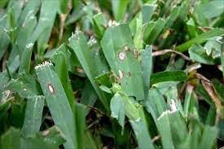 gray leaf spot damage