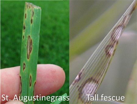 gray leaf spot damage