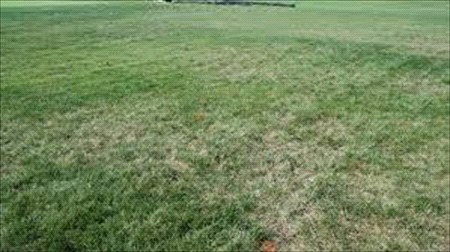 gray leaf spot damage on the lawn