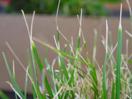 Early signs of Leaf Blight