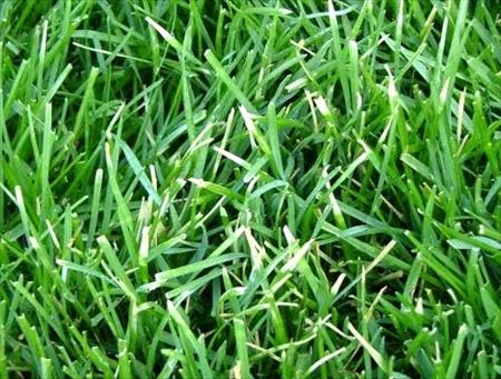 Leaf Blight on the Lawn