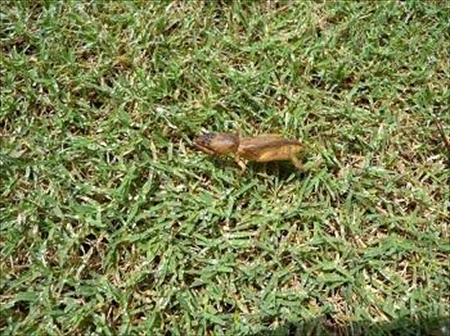Mole Cricket on a Lawn