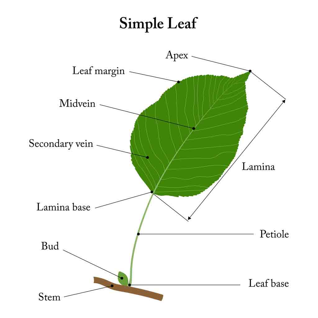 Leaf Diagram