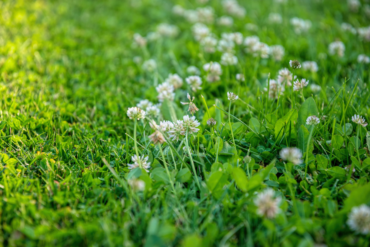 Clover weed