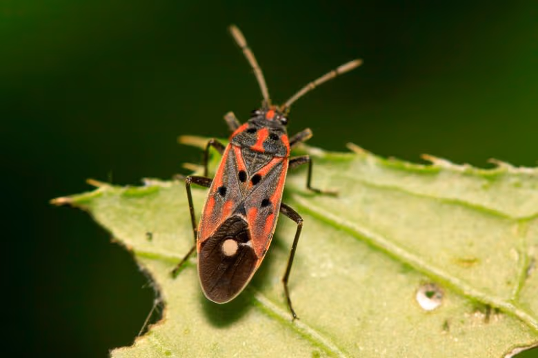 WHAT ARE CHINCH BUGS - Resource Image