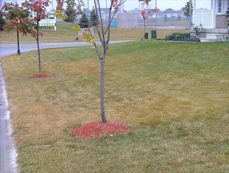 RUST DISEASE - Resource Image