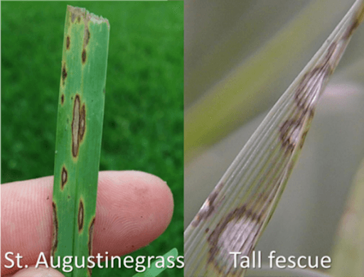 GRAY LEAF SPOT - Resource Image