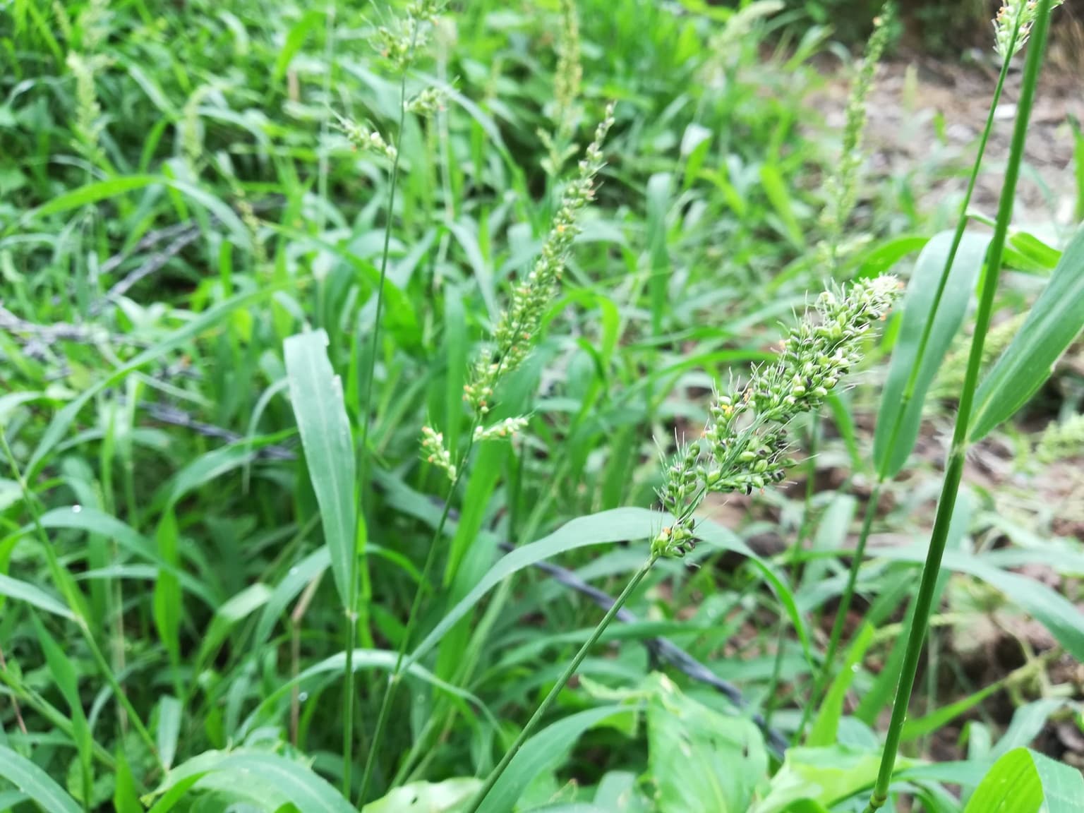 Tips From a Nashville Lawn Service Pro: Get Your Best Lawn Ever!