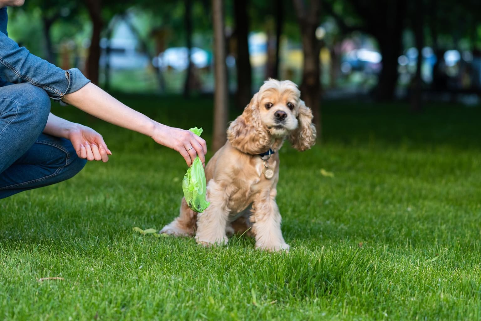 Your Lawn Mower vs. Dog Poop