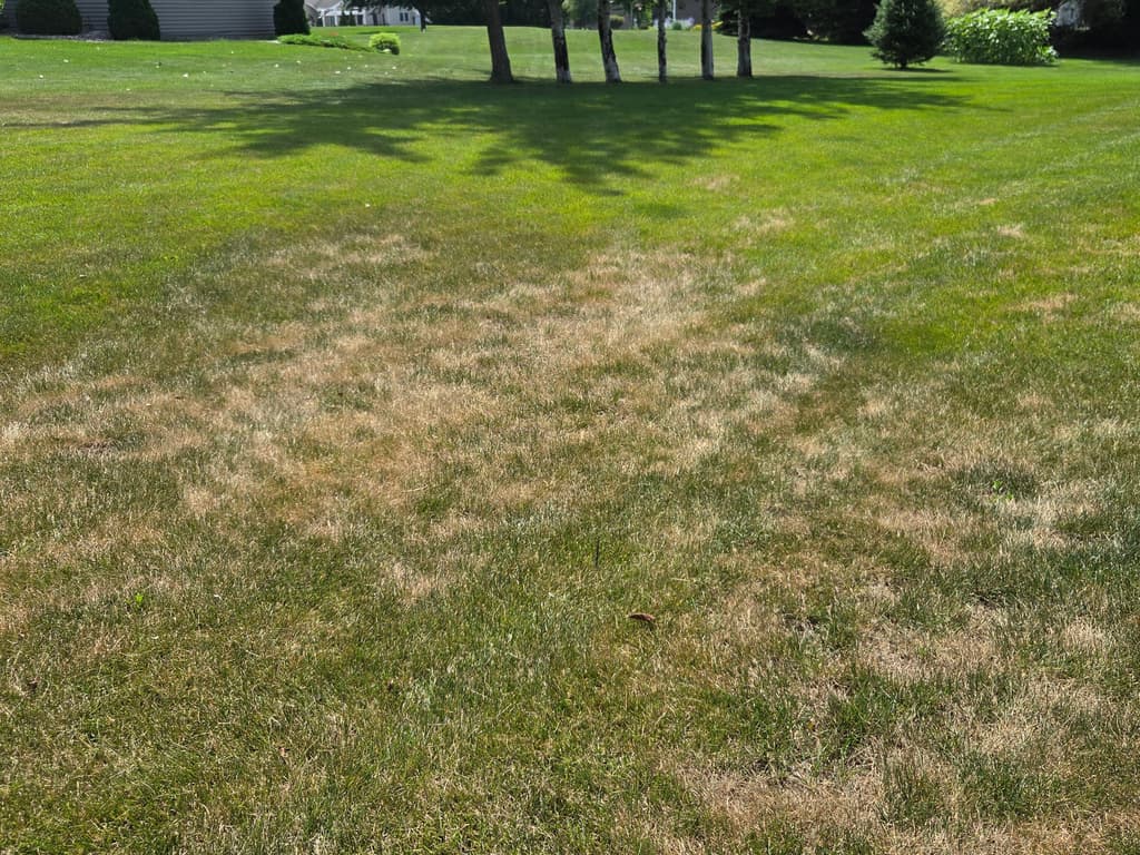 Even the Brown Spots Have Brown Spots