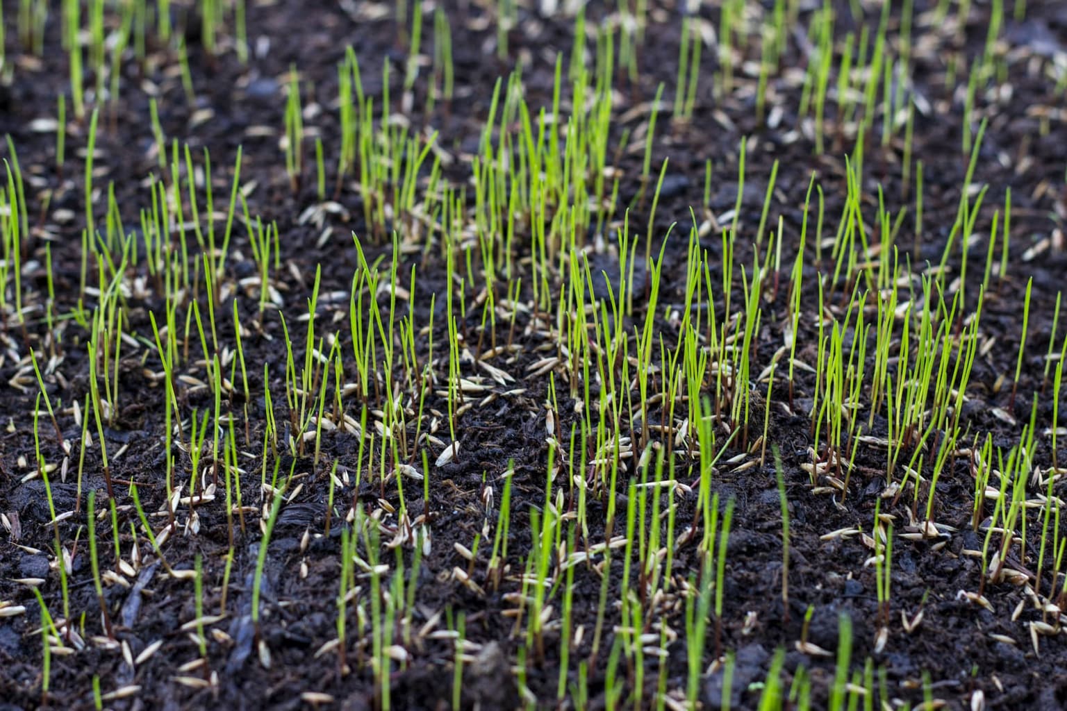 How to Tend to New Grass Seed for a Strong, Healthy Lawn