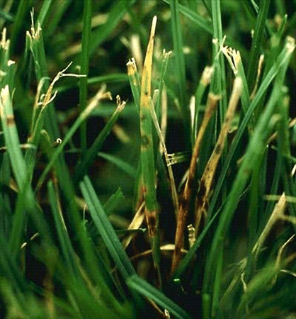 WHAT IS GRAY LEAF SPOT? - Resource Image