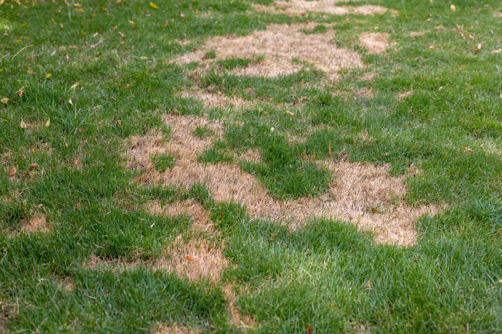 Drought Damage Lawn Repair: How to Save a Dry, Stressed Lawn
