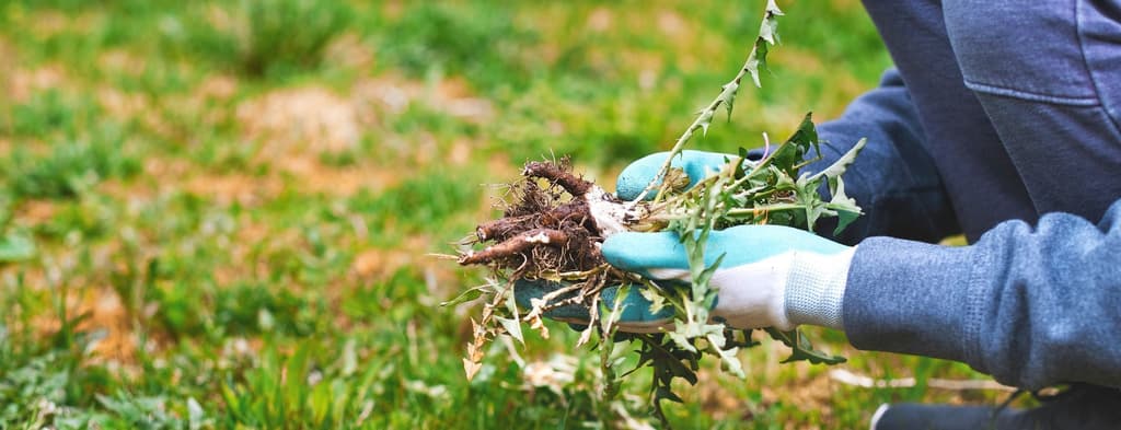 Does Hand-Pulling Dandelions Really Work?