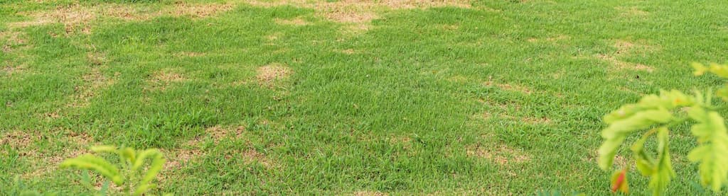 Why is My Grass Yellow and Thin?