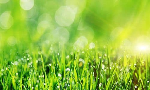 How to Achieve and Maintain Green Grass