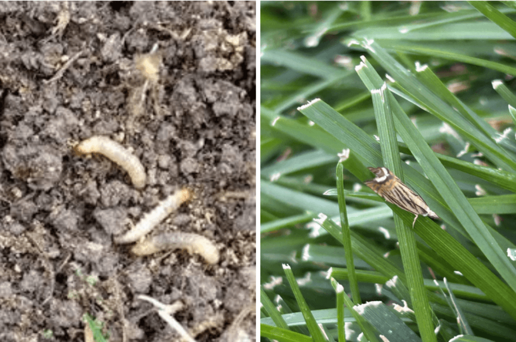 Is Your Lawn Damage From Drought, Grubs, or Cranberry Girdlers?