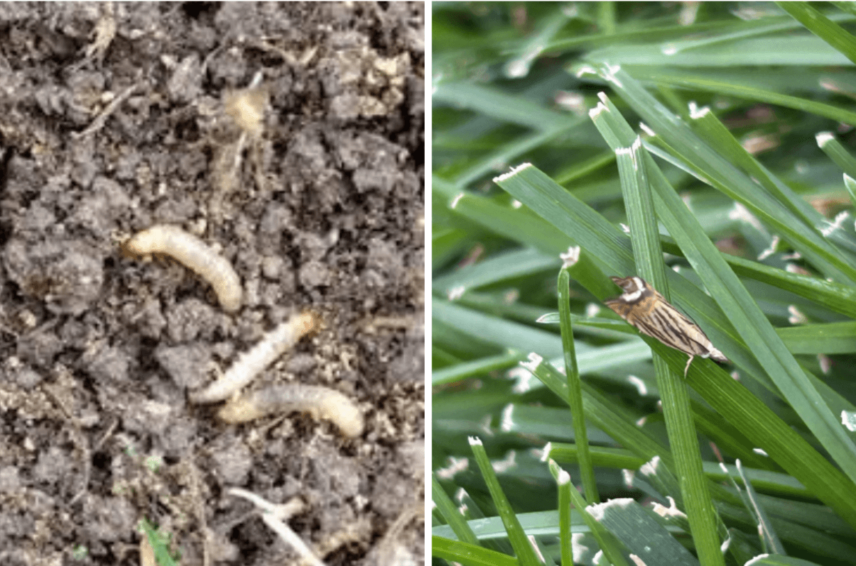 Is Your Lawn Damage From Drought, Grubs, or Cranberry Girdlers?