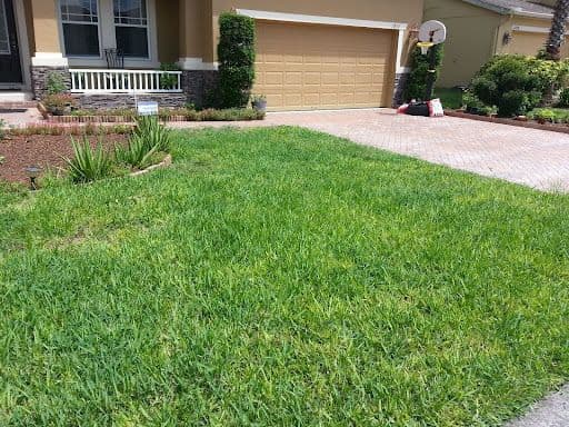 CHLOROSIS IN ST. AUGUSTINEGRASS - Resource Image