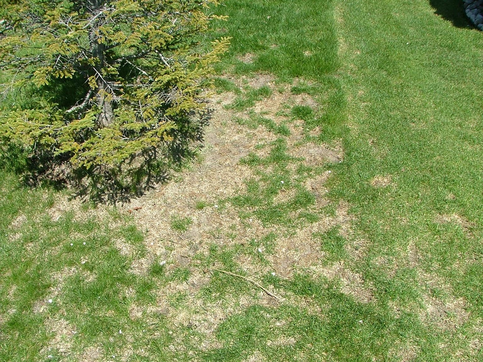 Chinch Bugs in New Brunswick