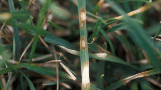 DOLLAR SPOT - Resource Image