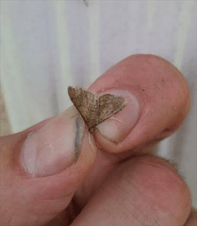 TROPICAL SOD WEBWORMS - Resource Image