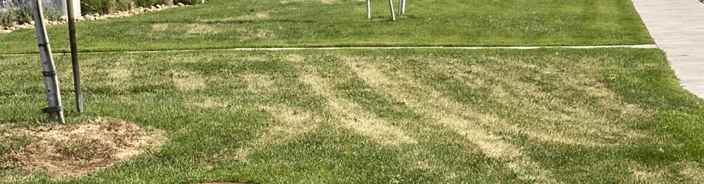 Why Does My Lawn Have Yellow Tire Marks?