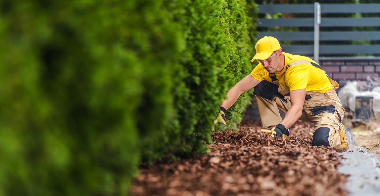 Why Turf Doesn’t Grow Under Evergreen Trees