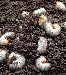 Treating Grubs on Your Lawn