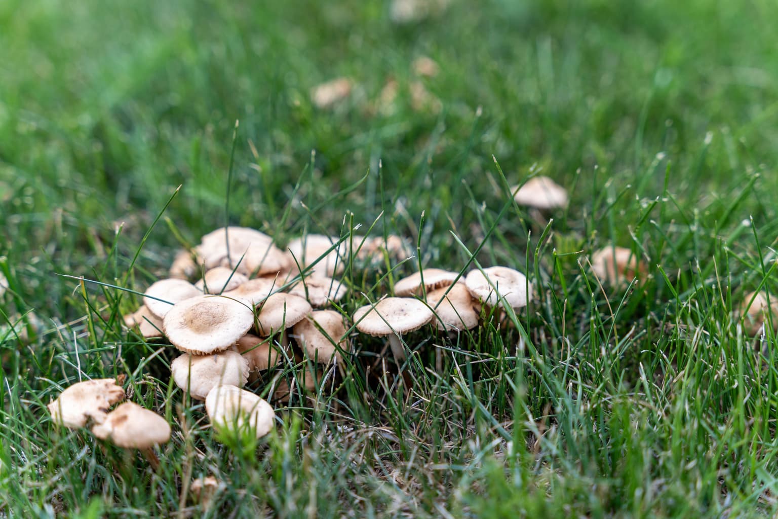 MUSHROOMS - Resource Image