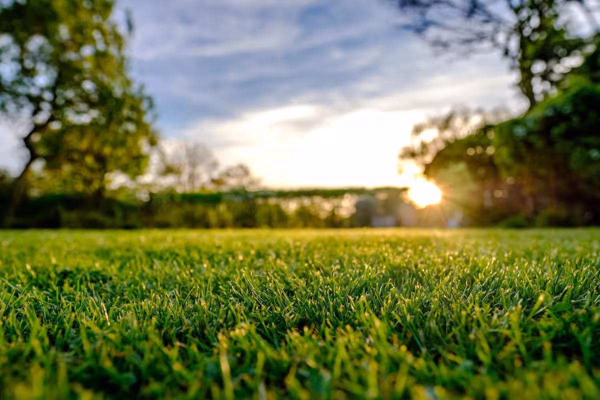 The Environmental Benefits of Lawns
