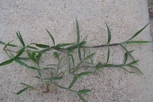 COMMON BERMUDAGRASS - Resource Image