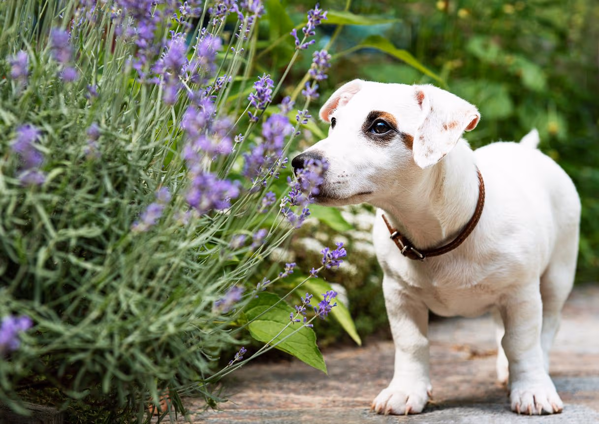 5 Steps to Transform Your Yard Into a Dog-friendly Sensory Garden