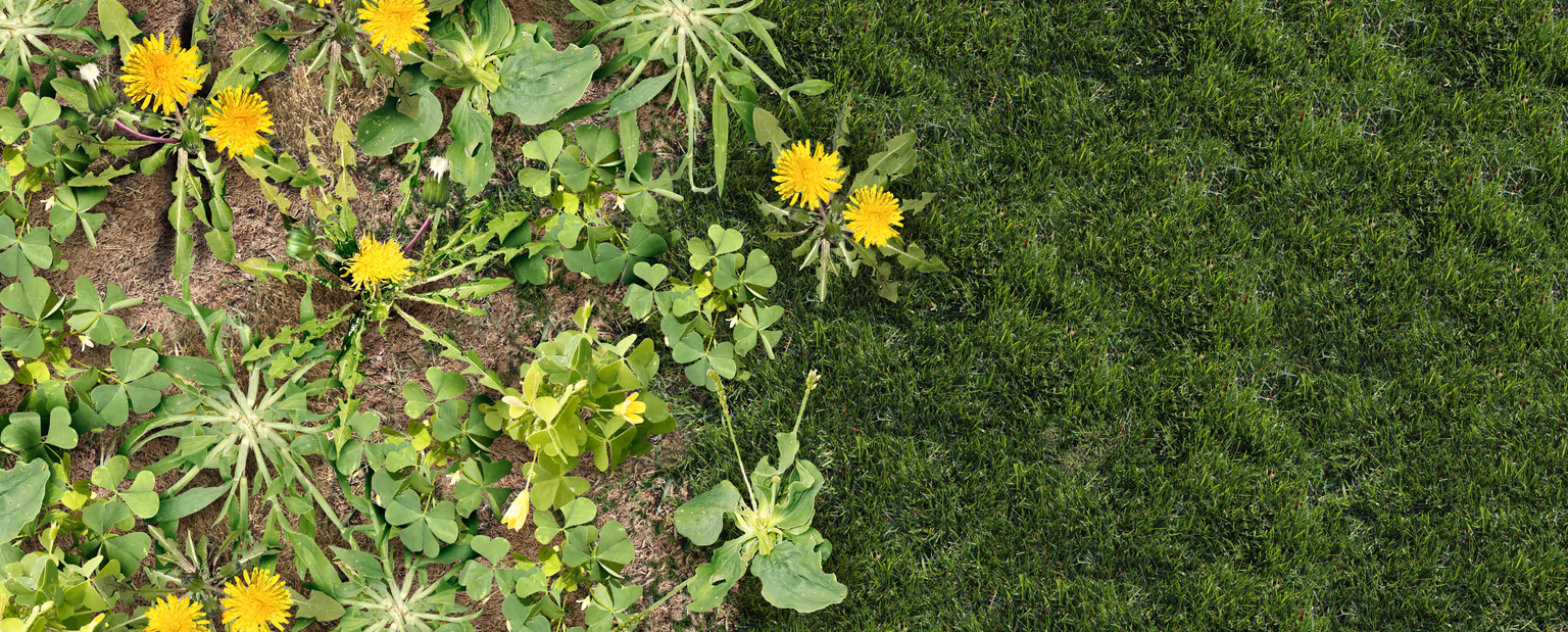 How to Get Rid of Dandelions: The Complete Guide - Resource Image