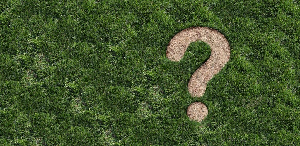 Entretien de la pelouse au printemps : réponses aux questions les plus fréquentes
