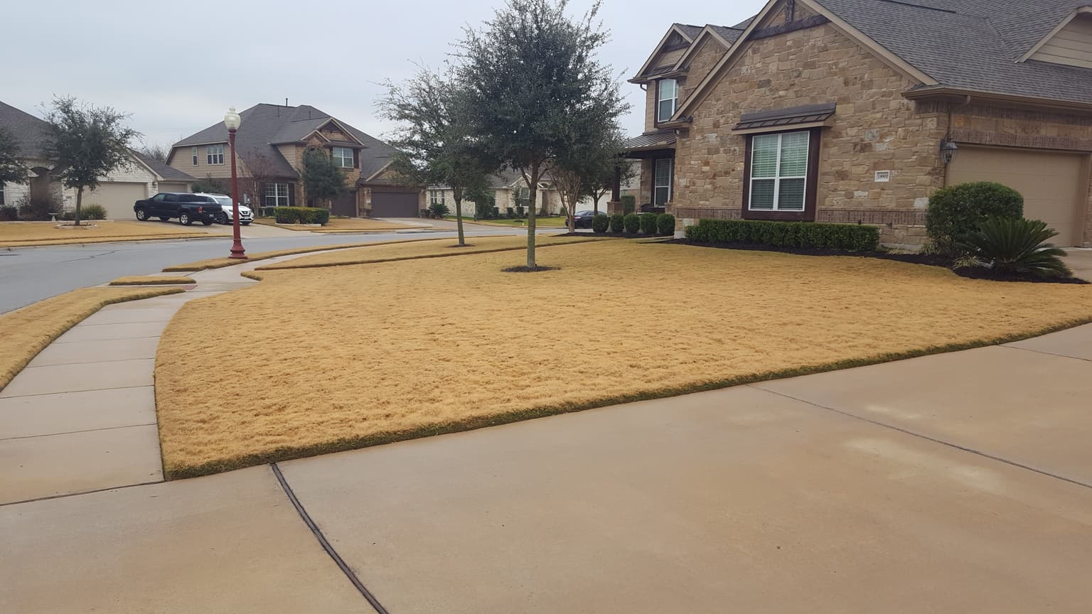 Winter Lawn Dormancy