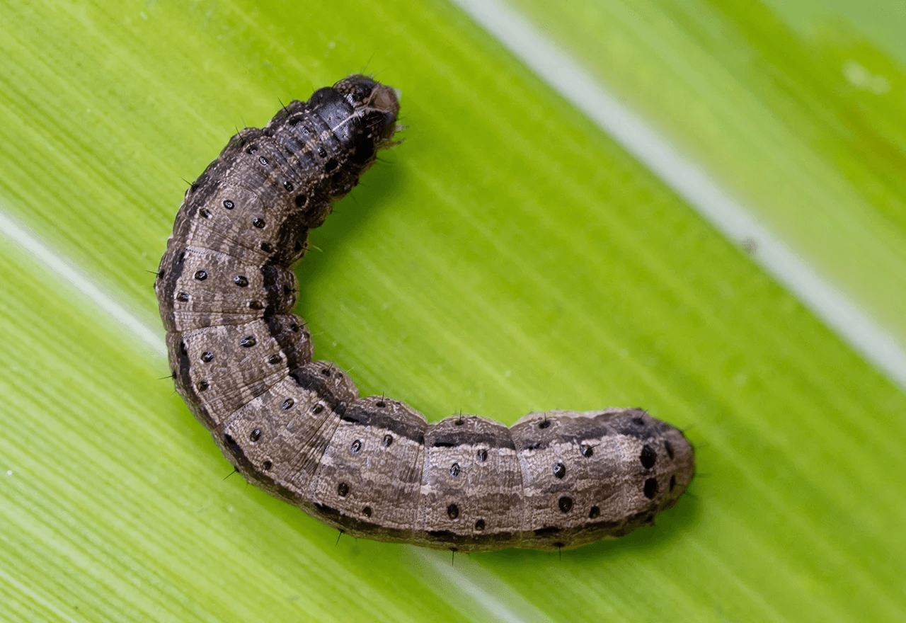 ARMYWORMS - Resource Image